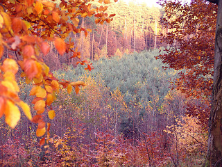 Image showing multicoloured forest