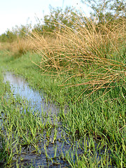 Image showing wet meadow