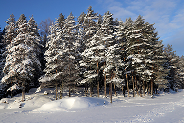 Image showing Vinter