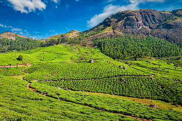 Image showing Tea plantations, Munnar, Kerala state, India