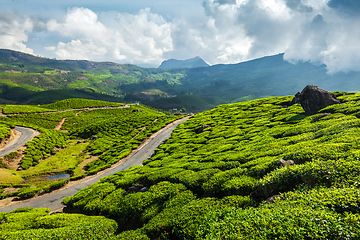 Image showing Green tea plantations in Munnar, Kerala, India