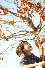 Image showing Boy, leaf or autumn tree play in garden nature for smile happy, outdoor childhood or look up. Male kid, plants or backyard sunshine in forest park or blue sky youth fun in woods, fall color or season