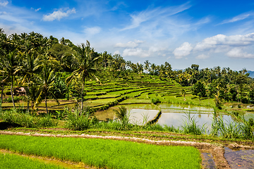 Image showing Green rice terraces