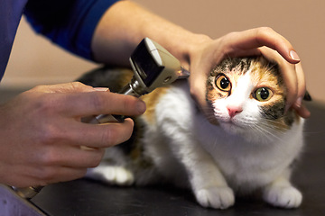 Image showing Veterinary, doctor and cat with tool for eyes, examination or checkup at hospital or clinic for health. Healthcare, veterinarian and animal for wellness, medical exam or sick pet at vet with light