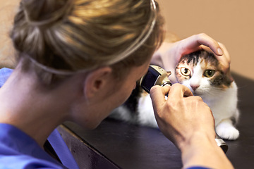 Image showing Veterinary, woman and cat with tool for eyes, examination or checkup at hospital or clinic for health. Healthcare, veterinarian and animal for wellness, medical exam or sick pet at vet with light