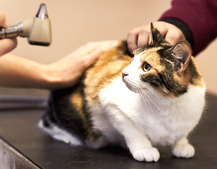 Image showing Veterinary, hands and cat looking at tool for examination, checkup or healthcare on table at clinic or hospital. Medical, animal and person with equipment for health, assistance or medicine for care