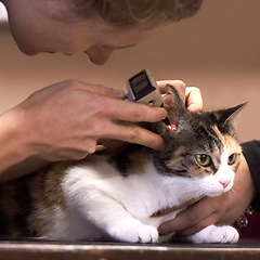 Image showing Veterinary, doctor and cat with tool for ears, examination or checkup at hospital or clinic for health. Healthcare, veterinarian and animal for wellness, medical exam or sick pet at vet with light