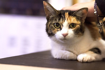 Image showing Veterinary, portrait and cat on table for consultation, examination or health checkup at hospital or clinic. Animal, face and pet at vet for assessment, vaccine or healthcare with person or owner