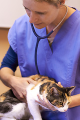 Image showing Veterinary, doctor and cat with stethoscope for listen, examination or checkup at hospital or clinic for health. Healthcare, veterinarian and animal for wellness, medical exam or sick pet at vet