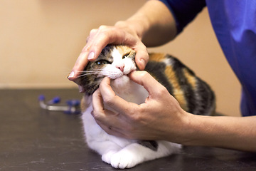 Image showing Veterinary, hands and cat with mouth examination or checkup at hospital or clinic for health on table. Healthcare, animal and veterinarian or doctor for wellness, medical exam or sick pet at vet