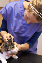 Image showing Veterinary, doctor and cat for ear examination, checkup or consultation at hospital or clinic for health. Healthcare, veterinarian or woman and animal for wellness, medical exam or sick pet at vet