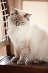 Image showing Cat, relax and portrait on a chair in home with healthy pet in apartment living room. Calm, kitten and grey fur of persian kitty sitting in house with moody, attitude or sleepy face of animal