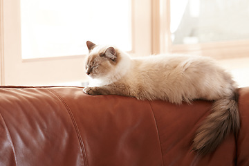 Image showing Cat, sleeping and relax on sofa in home with healthy pet in apartment living room. Calm, kitten and grey fur of persian kitty sitting in house with calm, comfort and sleepy face of animal on couch