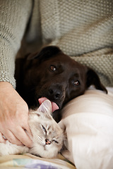 Image showing Cat, dog and person relax in bed with calm, comfort and care in home with love of owner. Pet, lick and portrait of animals sleeping together in lap of woman or healthy kitten and puppy with support