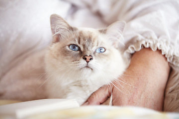 Image showing Relax, cuddling and cat with an owner on the sofa for love, care and bonding in a house. Together, peace and a cozy pet or animal with a person for petting, comfort and resting on a home couch