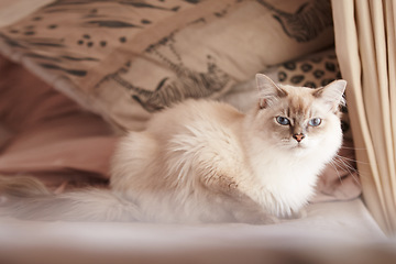 Image showing Cat, relax and portrait on a sofa in home with healthy pet in apartment living room. Calm, kitten and grey fur of persian kitty sitting in house with moody, attitude or sleepy face of tired animal