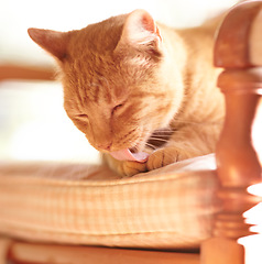 Image showing Pet, cat and paw for lick on chair with grooming, tongue and cleaning of fur on body in sun. Cute, ginger tabby and ready by sitting on pillow for afternoon nap in summer with eyes closed in home