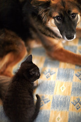 Image showing Pet, kitten and dog on blanket for together, bond and caring in relationship from above. Fur, animal or mammal by looking at you with eyes for understanding of cat, cute and cuddle for friendship