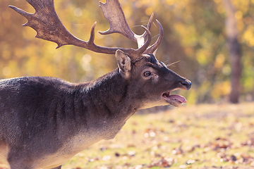 Image showing closeup of roaring fallow deer