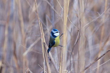 Image showing cute blue tit in the wild