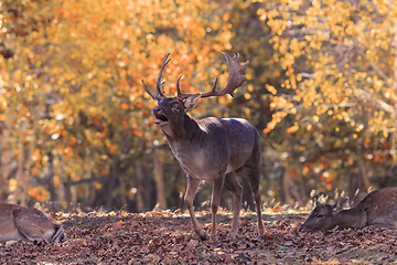 Image showing fallow deer stag in autumn natural setting