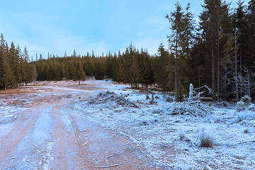 Image showing glade in a spruce forest