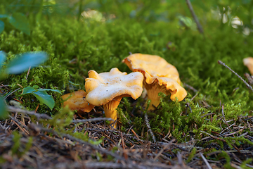 Image showing golden delicious chanterelles