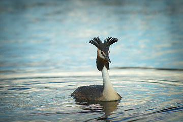 Image showing great crested grebe in mating season