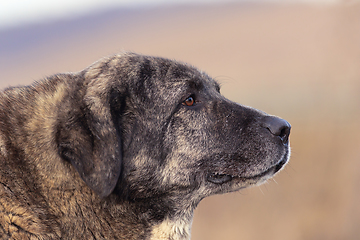 Image showing kangal dog portrait