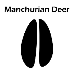 Image showing Manchurian Deer Footprint