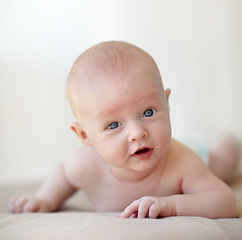 Image showing Newborn, baby and portrait on stomach bed in home for healthy childhood development, growth or learning. Infant, kid and face on belly curious interest or search environment, safety or discovery