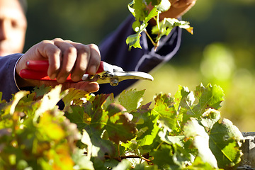 Image showing Hands, leaves in vineyard and agriculture, person with harvest for wine industry, tools and farming for sustainability. Agro business, gardening and farmer with farm equipment, plant and environment