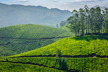 Image showing Tea plantations. Munnar, Kerala, India
