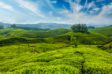 Image showing Tea plantations in Munnar, Kerala