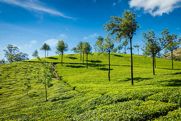 Image showing Tea plantations. Munnar, Kerala, India