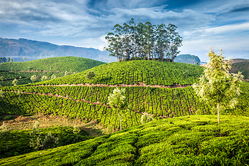 Image showing Green tea plantations in Munnar, Kerala, India