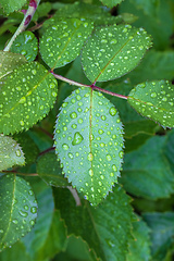 Image showing wet rose leaf