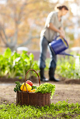 Image showing Water, vegetables or farmer gardening for agriculture or sustainability for harvest or agro business. Blur, farming or woman working on fresh natural produce for wellness, organic growth or nutrition