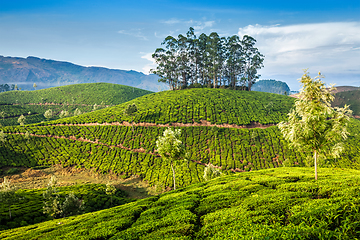 Image showing Green tea plantations in Munnar, Kerala, India