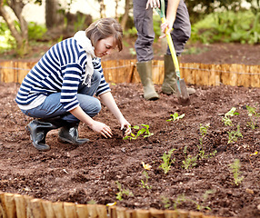 Image showing Gardening, vegetables and people plant in soil, dirt or growing in backyard. Woman, planting or harvest plants in ground with partner in spring, garden or farming green spinach, leaves or herbs