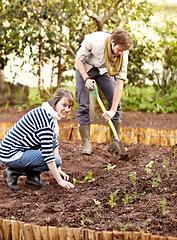 Image showing Portrait, woman and plant in soil for vegetable garden with man for natural, organic or fresh produce. People, friends and looking at you for sustainable development, eco farming or growth for future