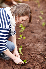 Image showing Woman, gardening and plant in backyard soil, dirt or growing vegetables. Person, planting or harvest of plants in ground or agriculture in spring, garden and farming green spinach, leaves or herbs