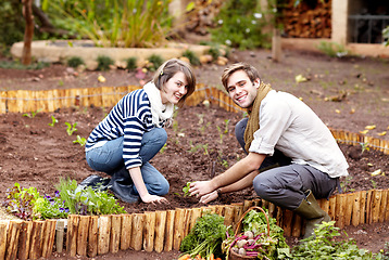 Image showing Gardening, harvest and portrait of couple with plants, vegetables together in backyard. Farming, growth and people working with green seedlings or growing plant for sustainable, vegan or organic food