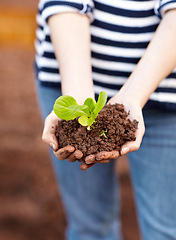 Image showing Plant, soil and hands for hope in growth, sustainable development or care for climate change. Agriculture, earth or fertilizer for sapling in organic produce, vegetable or eco friendly farm for fresh