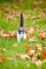 Image showing Kitten, alone and walking on grass with leaves in backyard of family home while looking for owner. Cute, little and cat in nature, outside or earth for search, hunting or playing in garden for fun