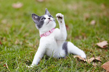 Image showing Nature, pet and cat playing in grass at an outdoor garden or park with pink collar and leaves. Cute, adorable and small kitten feline animal or pet having fun in sunlight on a field in countryside.