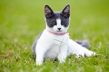 Image showing Nature, animal and cat playing in grass at an outdoor garden or park with pink collar and leaves. Cute, adorable and small kitten feline pet having fun in sunlight on a field in countryside.