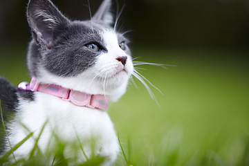Image showing Nature, pet and kitten on the grass in an outdoor garden or park with pink collar and white grey fur. Cute, adorable and small cat or feline animal or pet laying on lawn in a field in countryside.