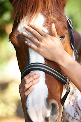 Image showing Stroke, support or hands on horse in nature outdoor for bond or relax on farm, ranch or countryside. Animal closeup, person or touching stallion for freedom, adventure or vacation in summer for love
