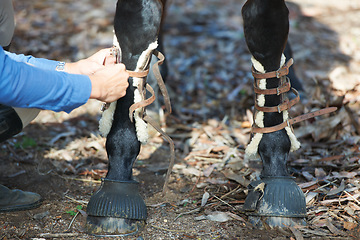 Image showing Horse, hands and tie tendon boots outdoor for protection in the countryside. Equestrian, closeup and tying shoes on legs to prepare for fitness, training or healthy exercise on farm, field or nature